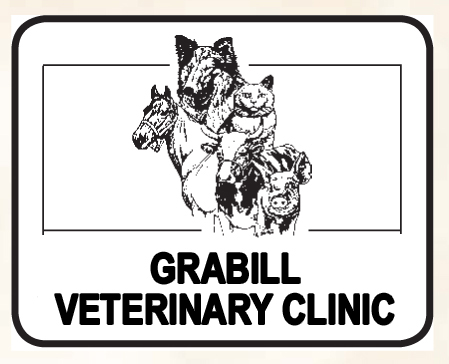 Northeast Allen Veterinary Services